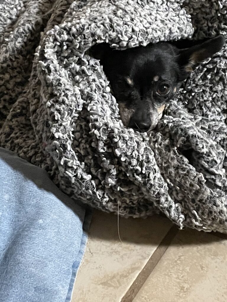 My dog Squeaker wrapped in a blanket so all you see is his face